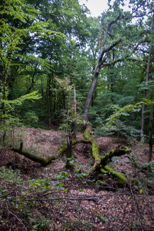 Ladislavova vyvieračka z Drienovských kúpeľov (Slovenský kras)