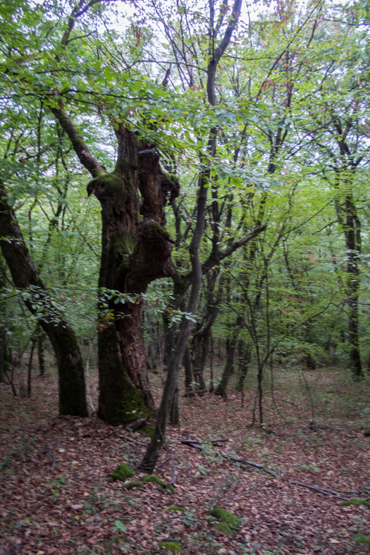 Ladislavova vyvieračka z Drienovských kúpeľov (Slovenský kras)