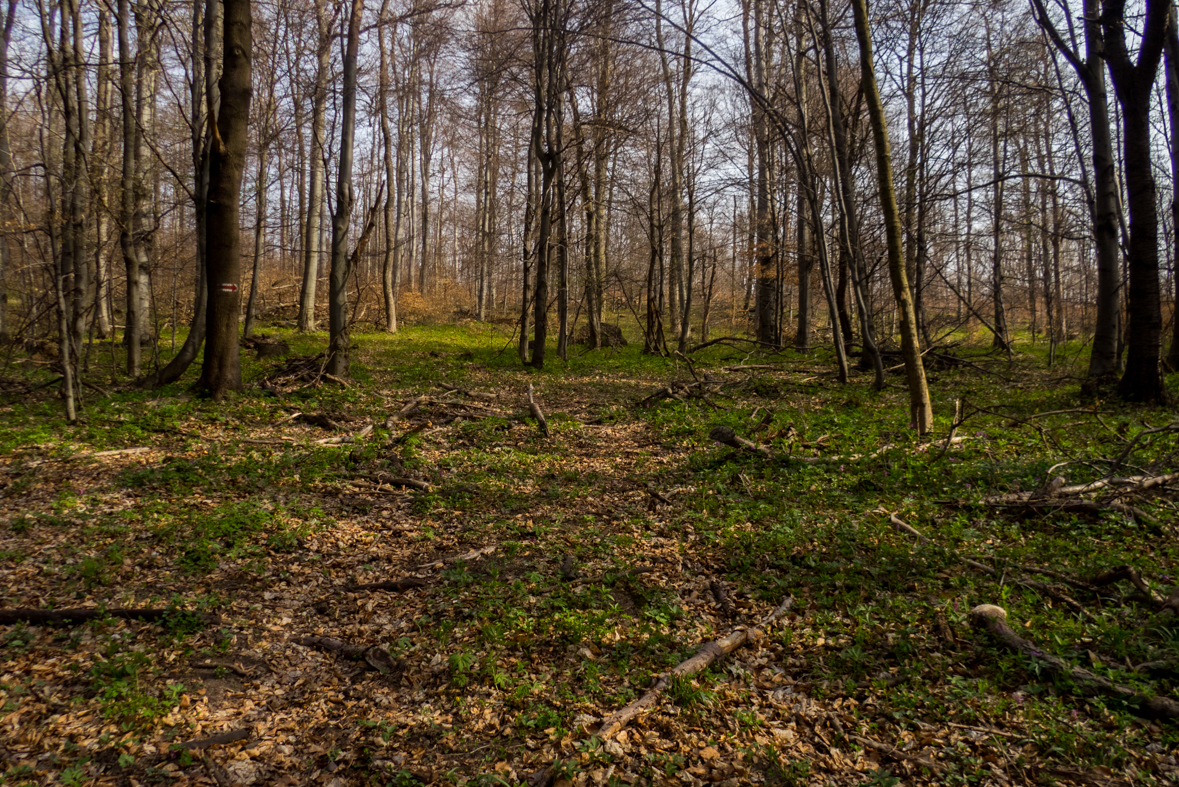 Makovica a Skaly pod Pariakovou (Slanské vrchy)