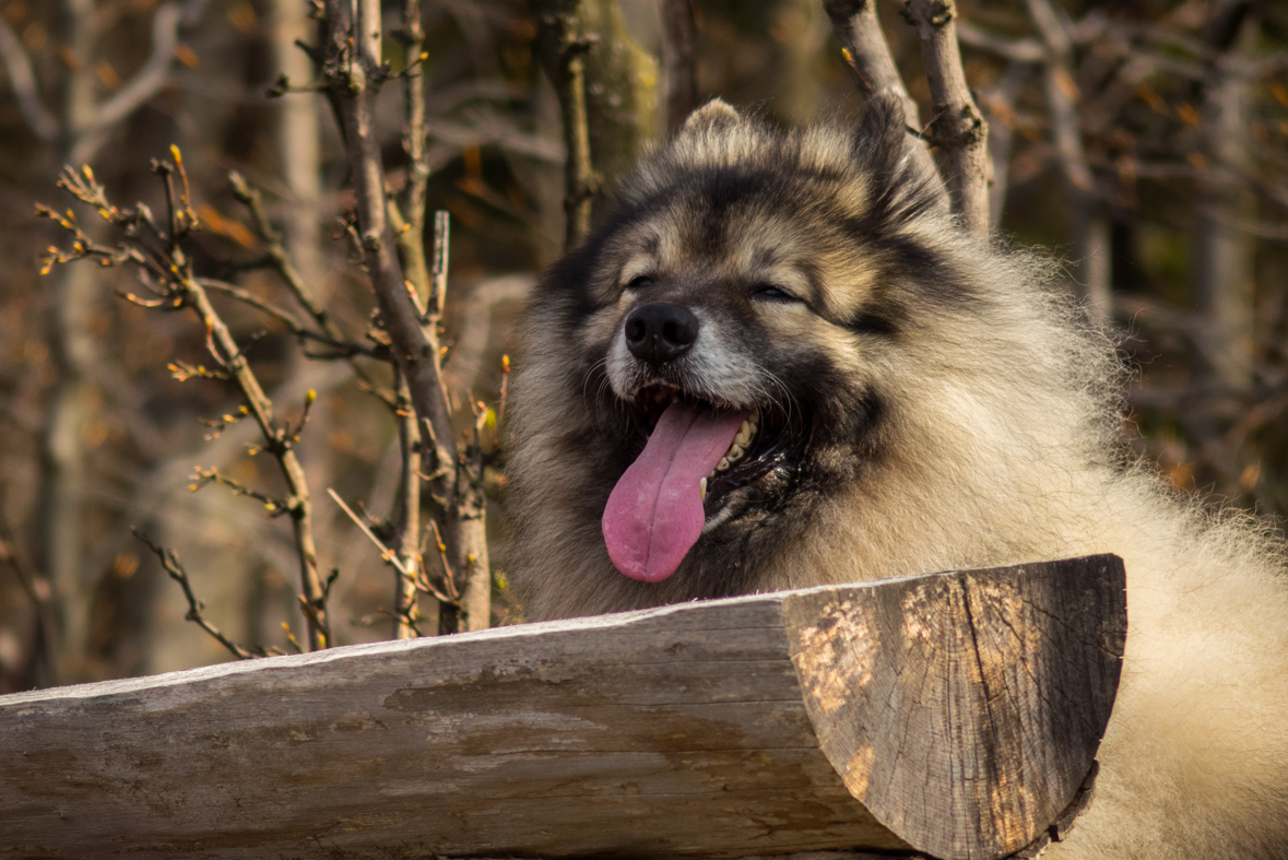 Makovica a Skaly pod Pariakovou (Slanské vrchy)