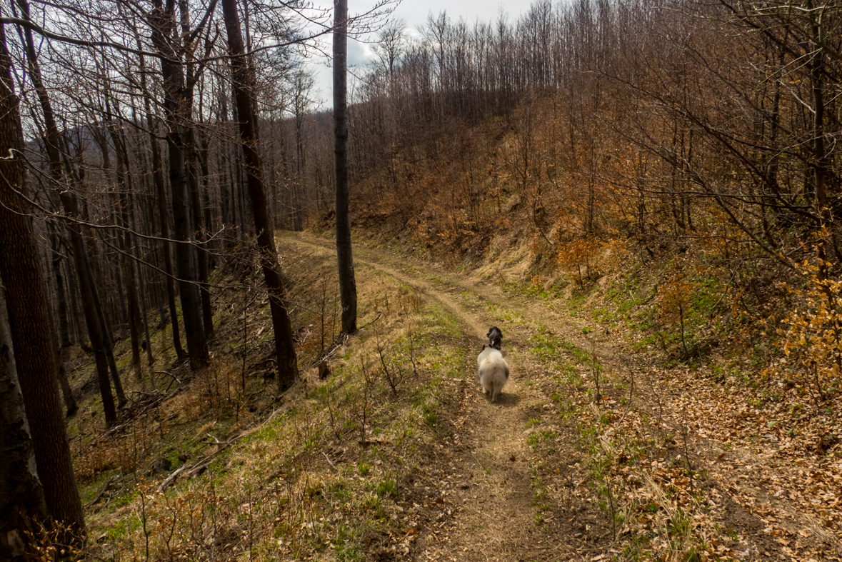 Makovica a Skaly pod Pariakovou (Slanské vrchy)