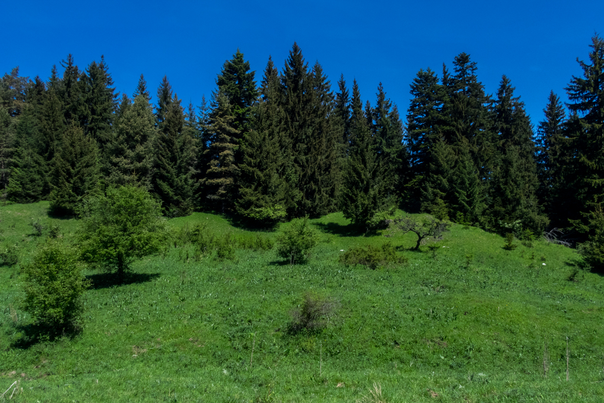 Poludnica z Iľanova (Nízke Tatry)