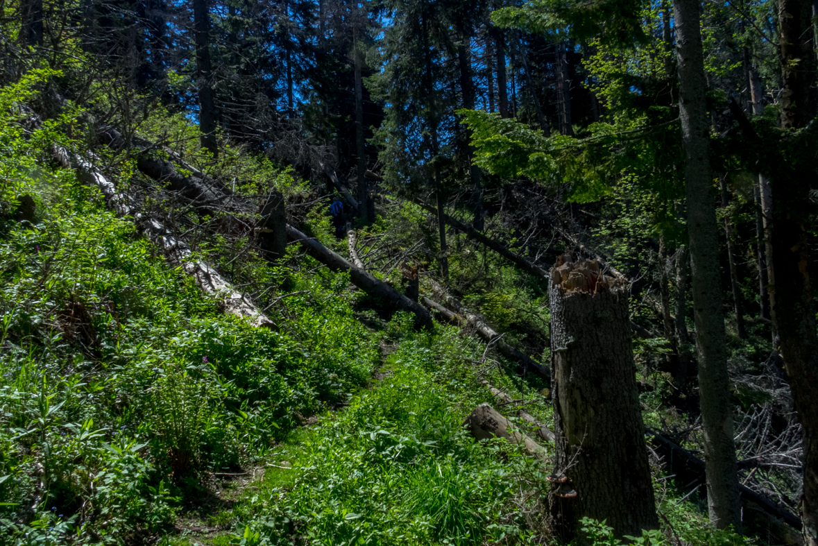 Poludnica z Iľanova (Nízke Tatry)