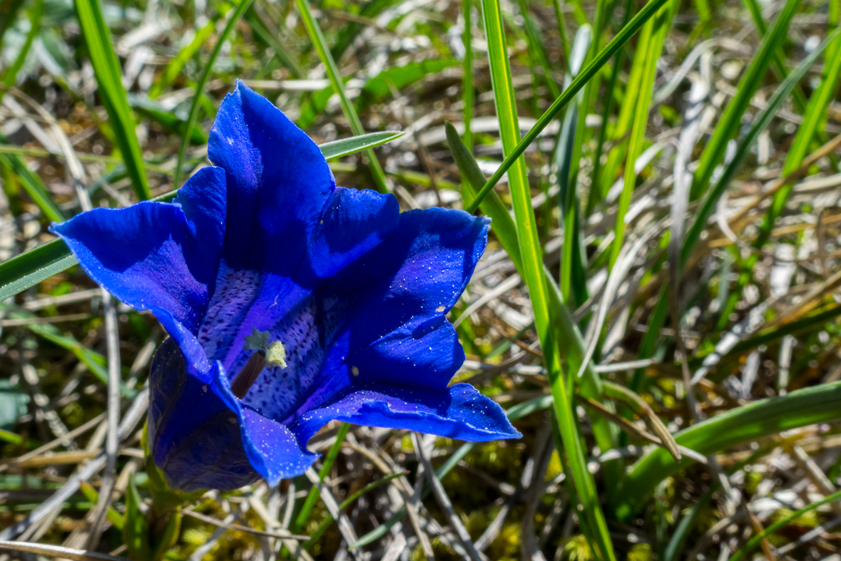 Poludnica z Iľanova (Nízke Tatry)