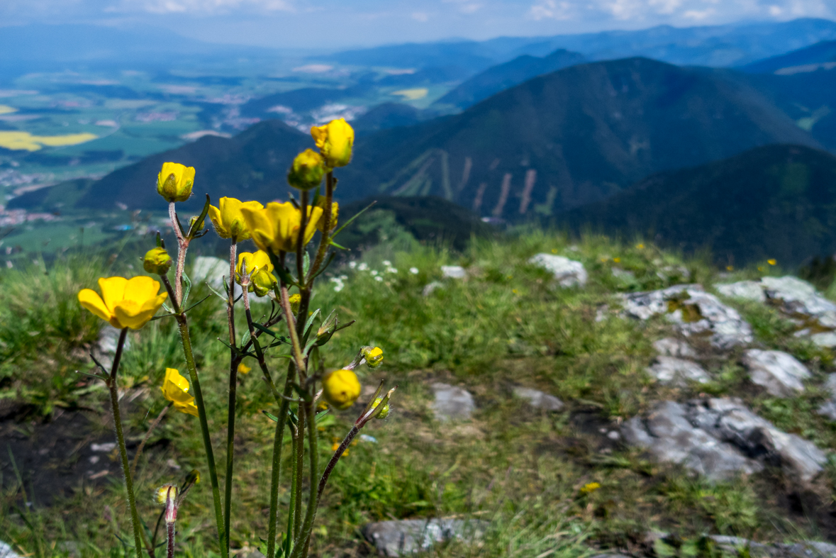 Poludnica z Iľanova (Nízke Tatry)