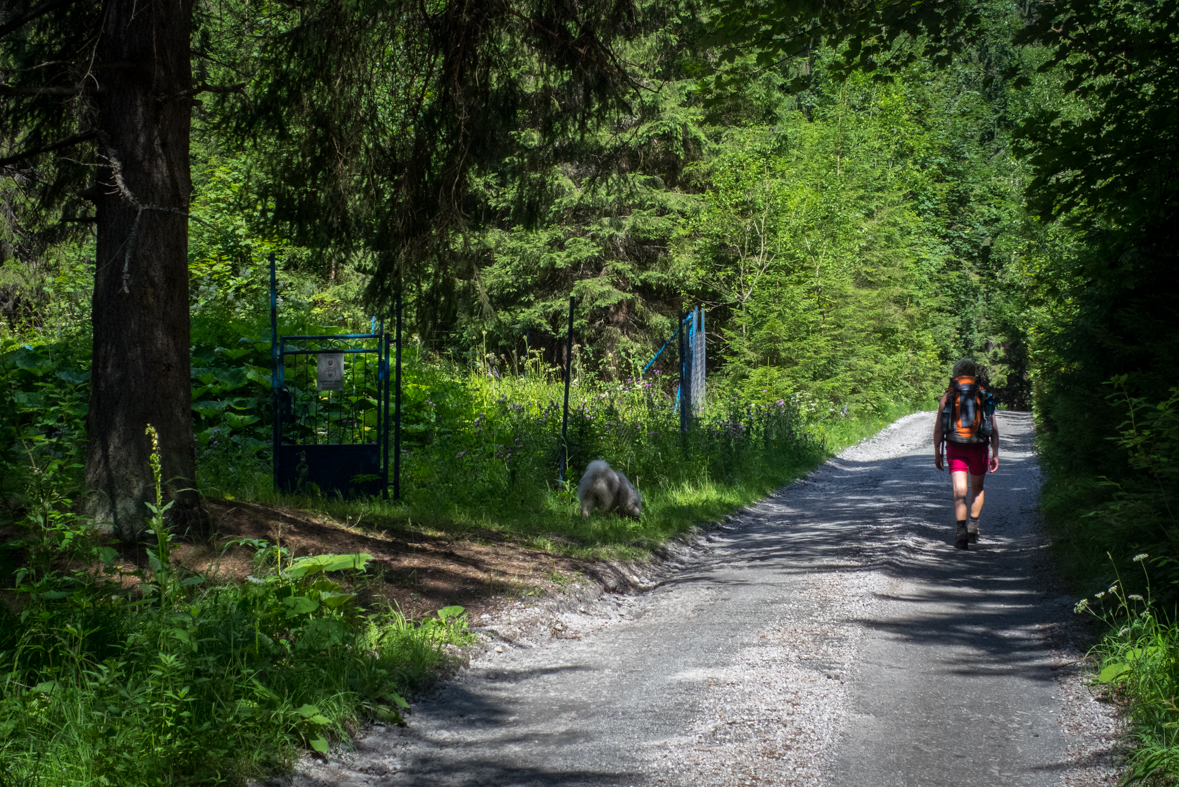 Rakytov od horárne Teplô (Veľká Fatra)