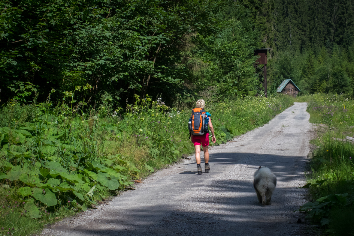 Rakytov od horárne Teplô (Veľká Fatra)