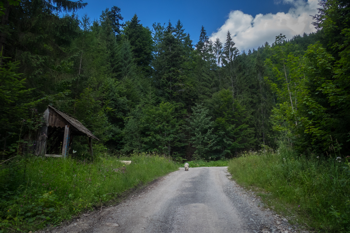 Rakytov od horárne Teplô (Veľká Fatra)