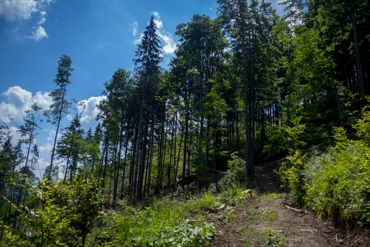 Rakytov od horárne Teplô (Veľká Fatra)