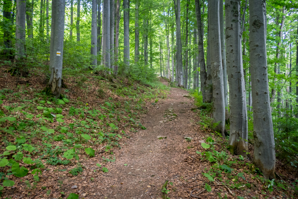 Rakytov od horárne Teplô (Veľká Fatra)