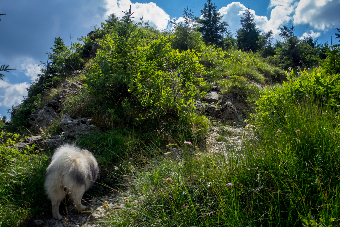 Rakytov od horárne Teplô (Veľká Fatra)