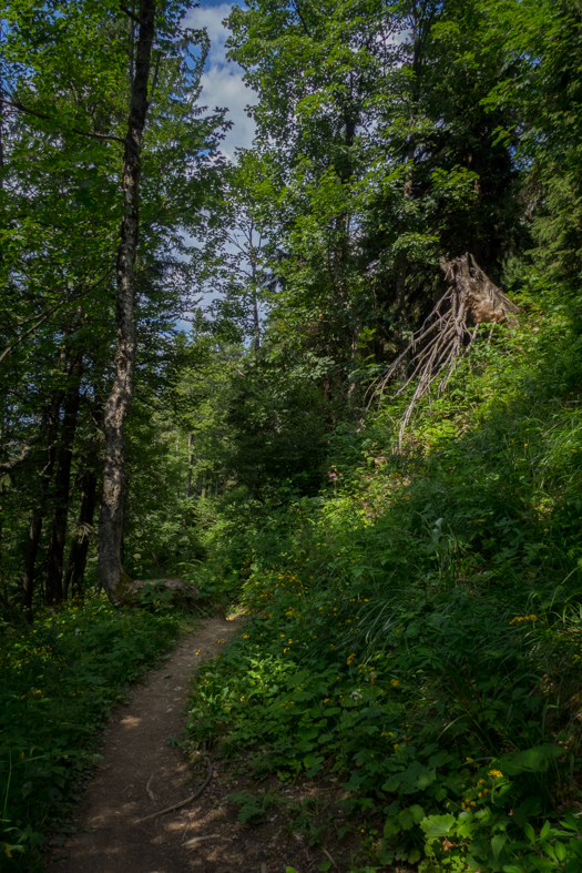 Rakytov od horárne Teplô (Veľká Fatra)