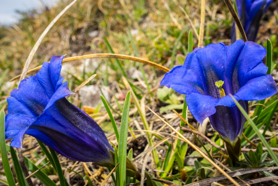 Siná (Nízke Tatry)