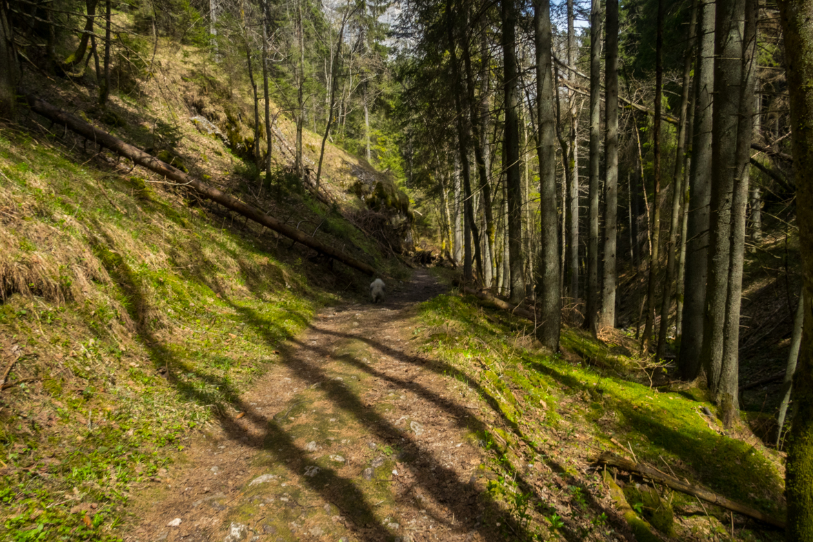 Siná (Nízke Tatry)