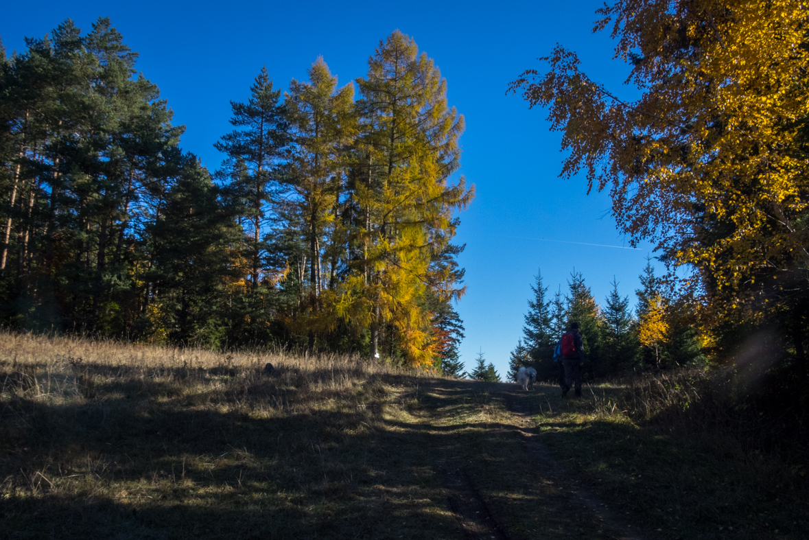 Sľubica z Dúbravy (Branisko)