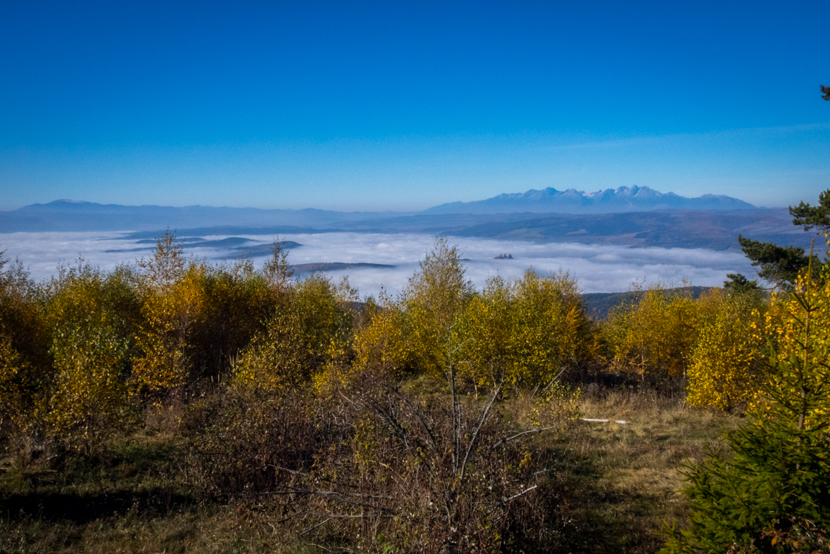 Sľubica z Dúbravy (Branisko)