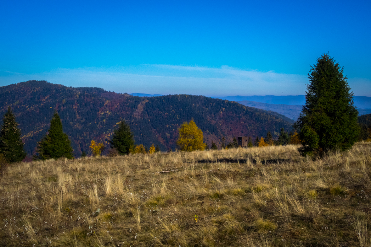 Sľubica z Dúbravy (Branisko)