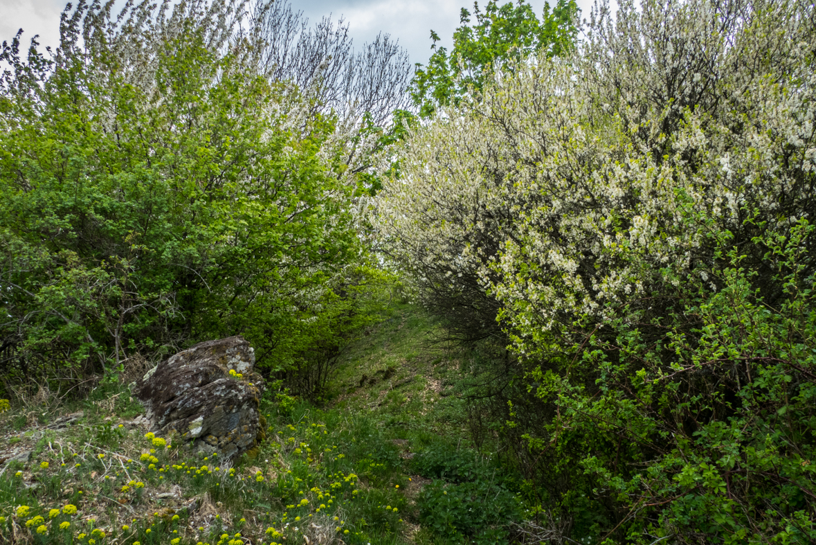 Veľký Milič z Izry (Slanské vrchy)