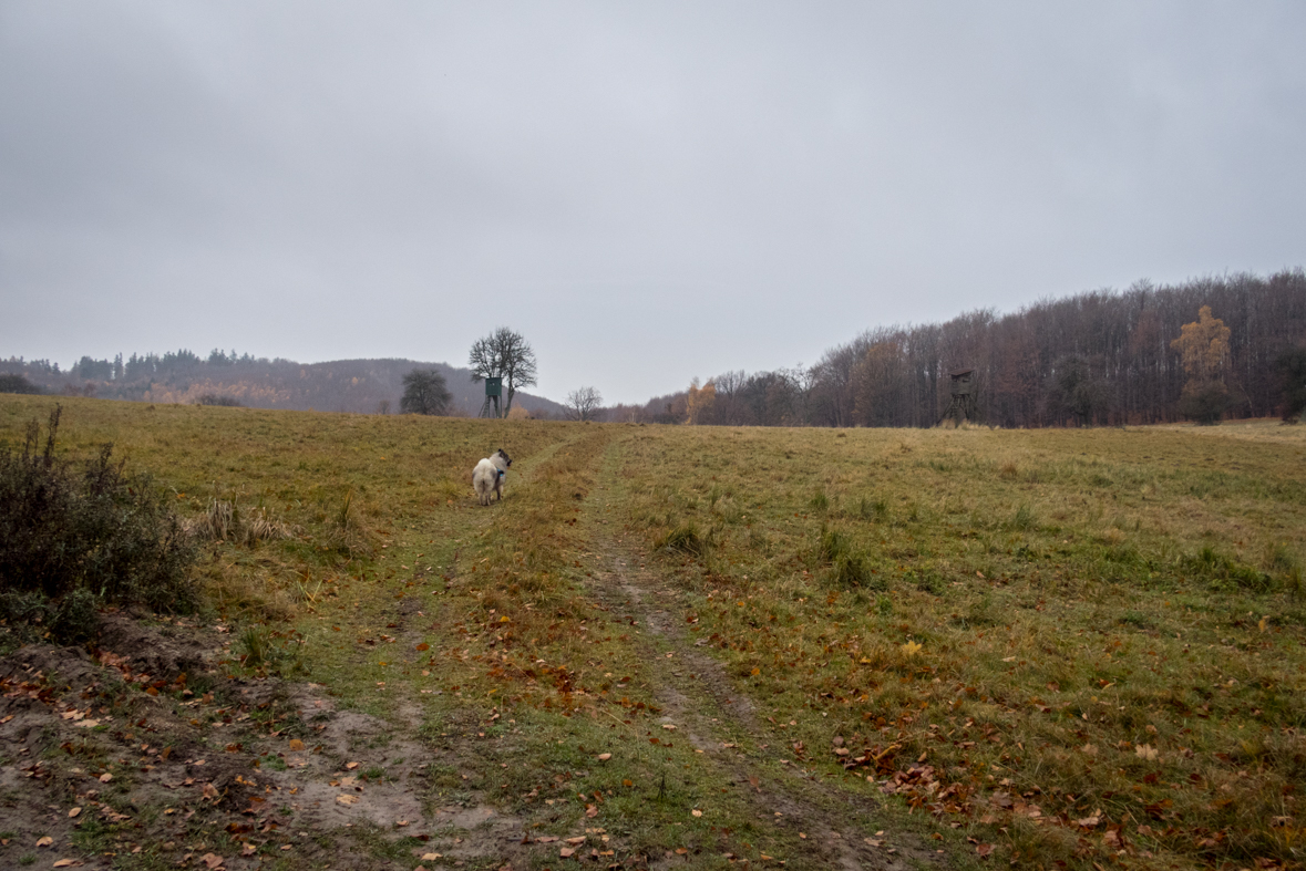 Veľký Milič zo Slanskej Huty (Slanské vrchy)