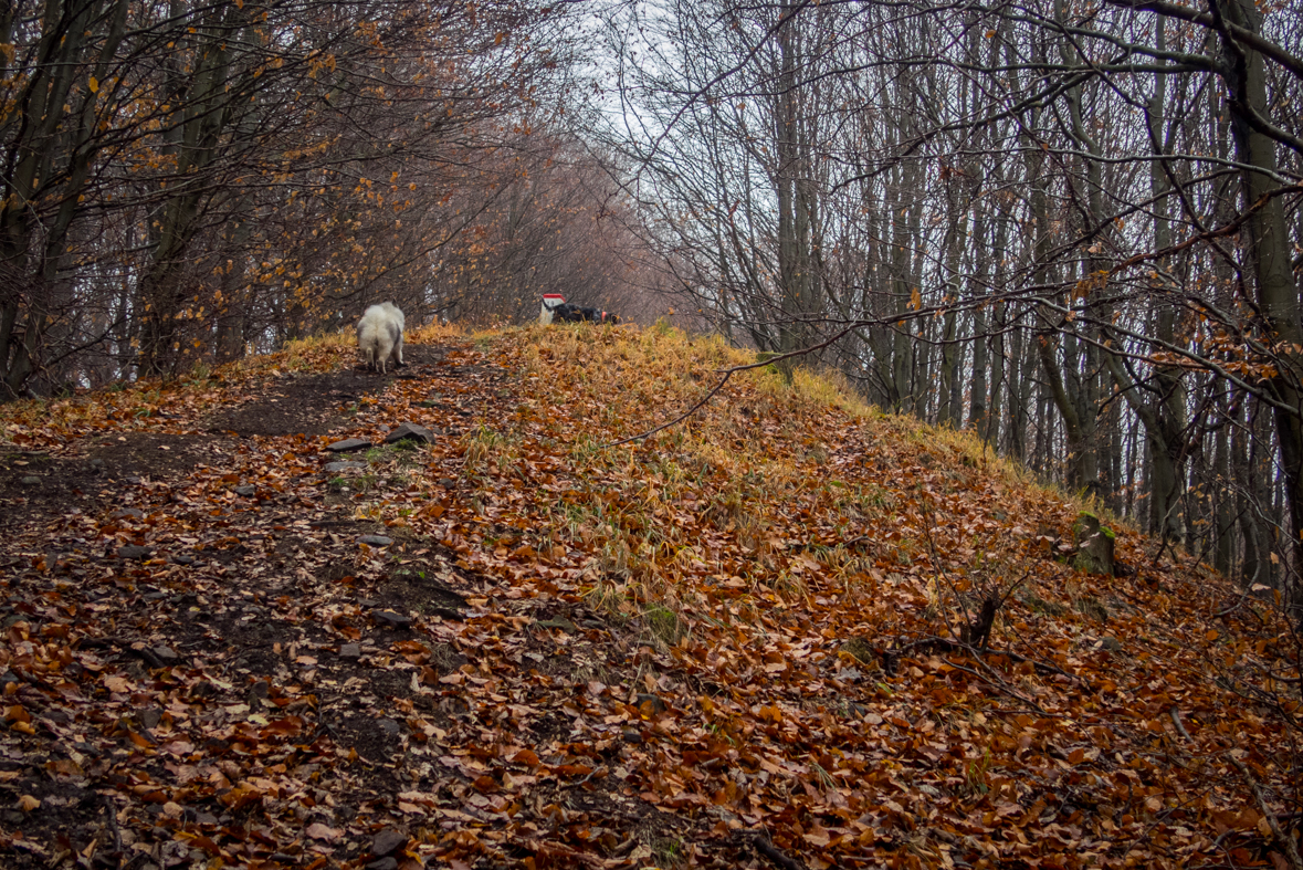 Veľký Milič zo Slanskej Huty (Slanské vrchy)