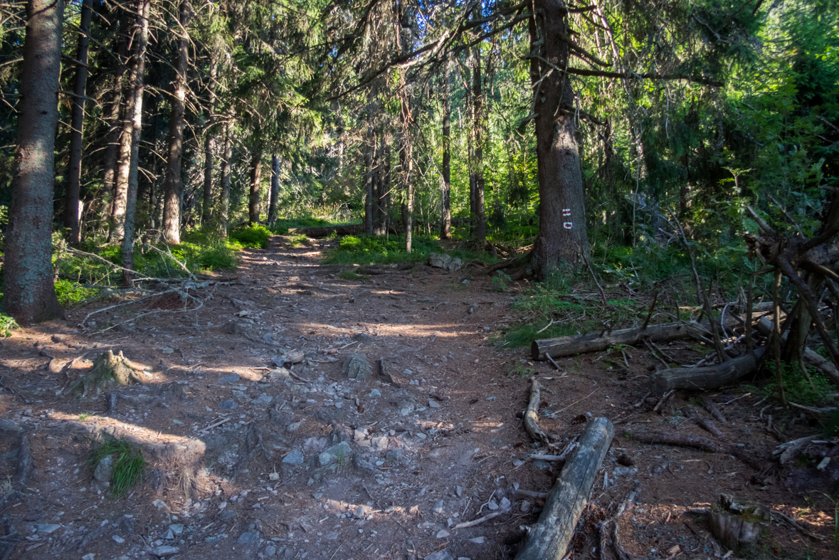 Z Hiadeľského sedla na útulňu Ďurková (Nízke Tatry)