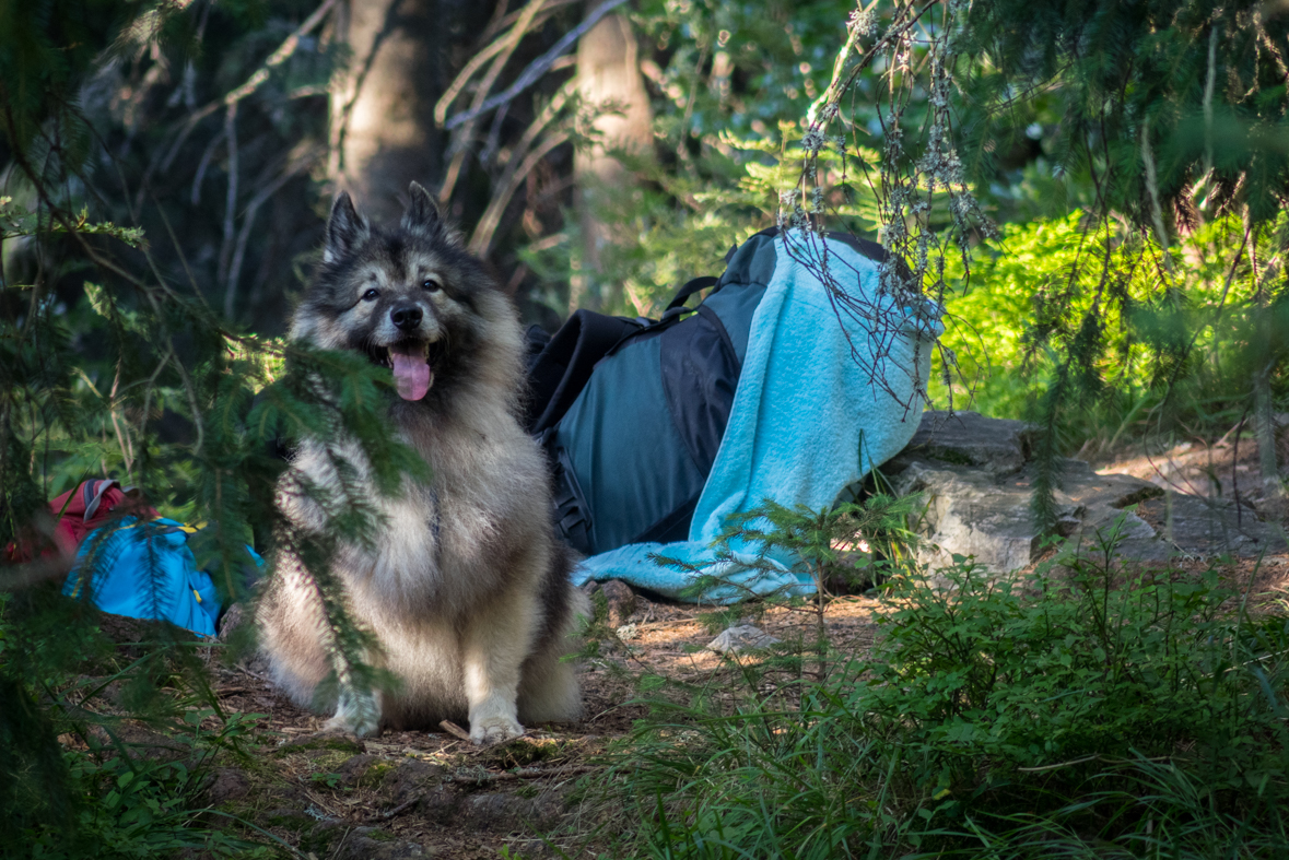 Z Hiadeľského sedla na útulňu Ďurková (Nízke Tatry)