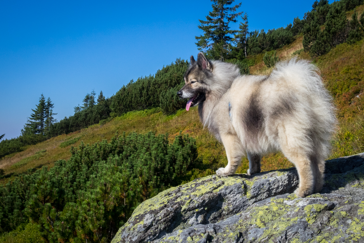 Z Hiadeľského sedla na útulňu Ďurková (Nízke Tatry)