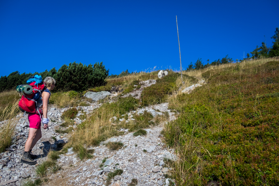 Z Hiadeľského sedla na útulňu Ďurková (Nízke Tatry)