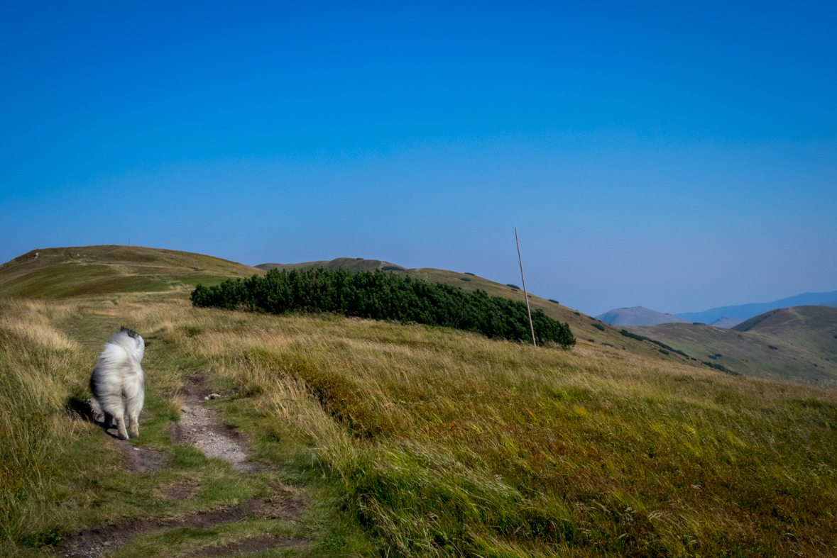 Z Hiadeľského sedla na útulňu Ďurková (Nízke Tatry)