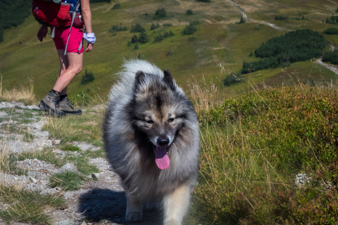 Z Hiadeľského sedla na útulňu Ďurková (Nízke Tatry)