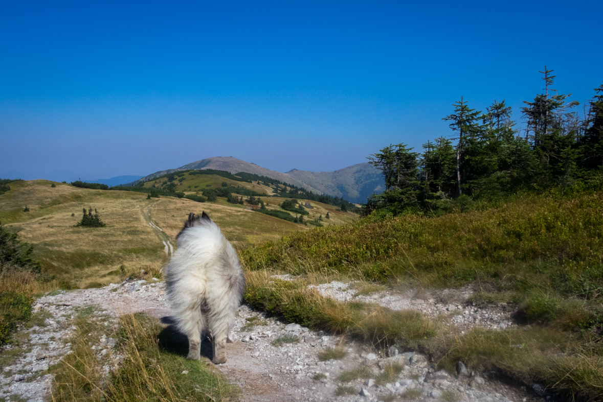 Z Hiadeľského sedla na útulňu Ďurková (Nízke Tatry)