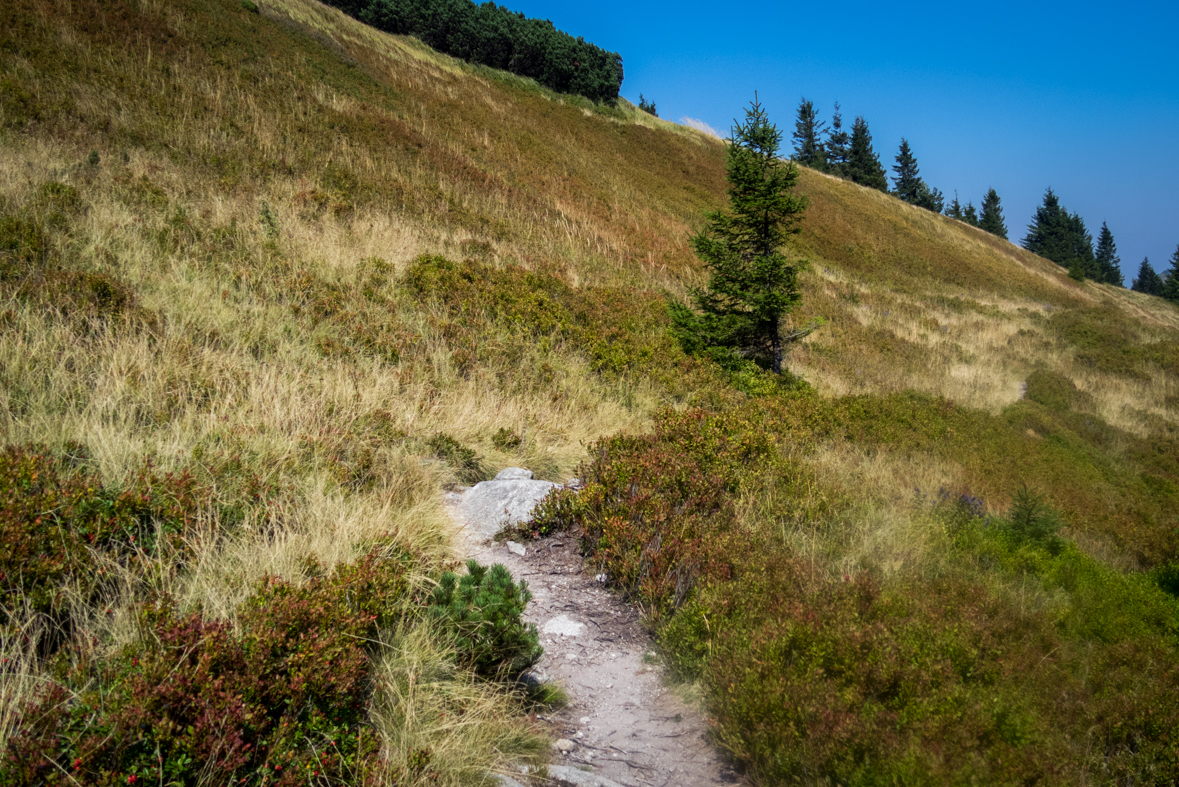 Z Hiadeľského sedla na útulňu Ďurková (Nízke Tatry)