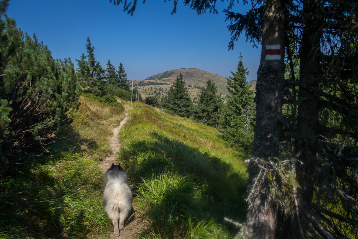 Z Hiadeľského sedla na útulňu Ďurková (Nízke Tatry)