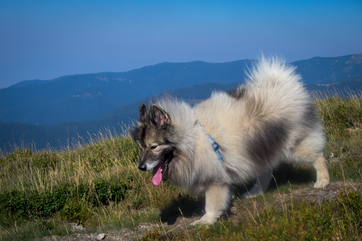 Z Hiadeľského sedla na útulňu Ďurková (Nízke Tatry)