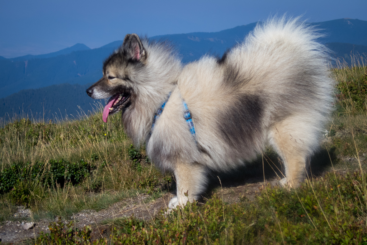 Z Hiadeľského sedla na útulňu Ďurková (Nízke Tatry)