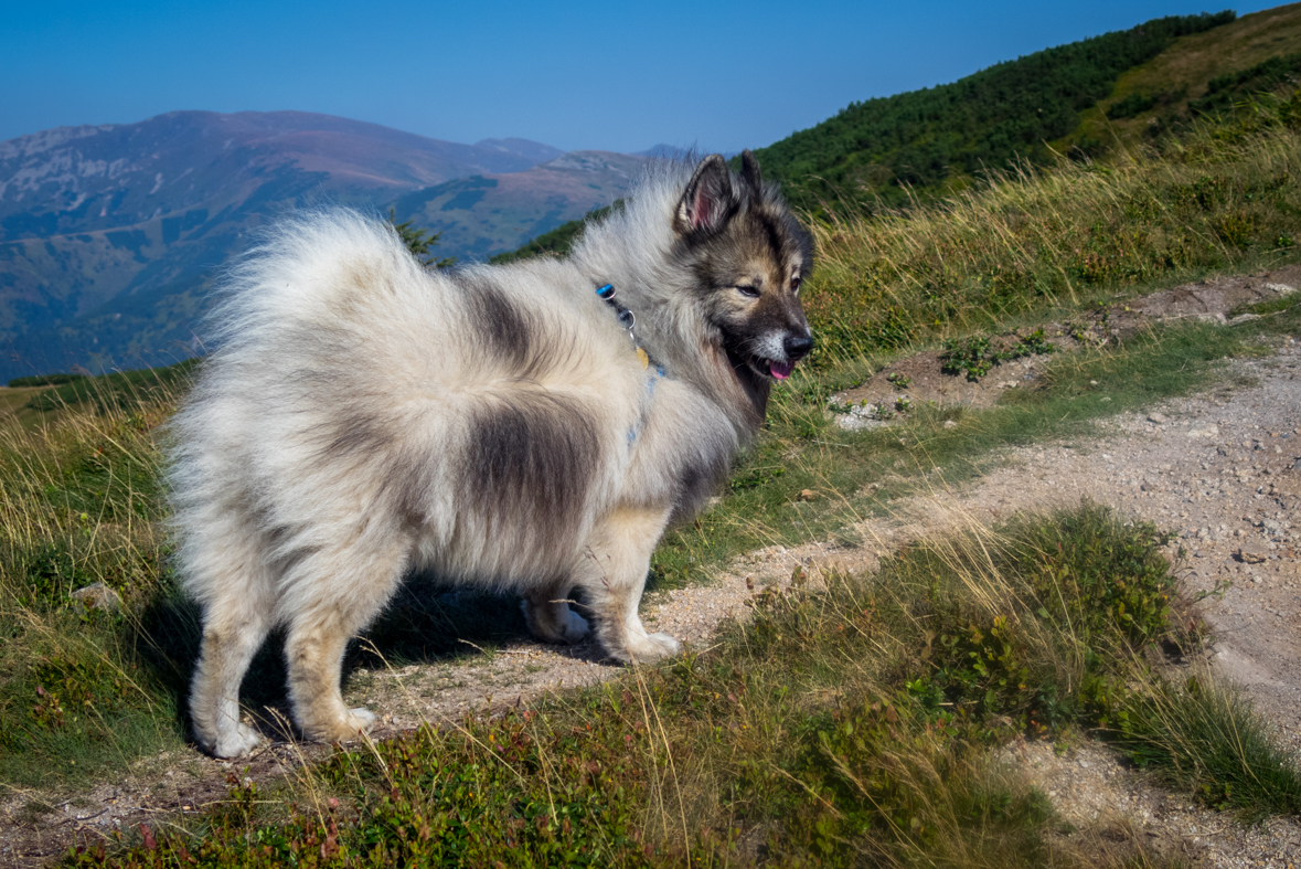 Z Hiadeľského sedla na útulňu Ďurková (Nízke Tatry)