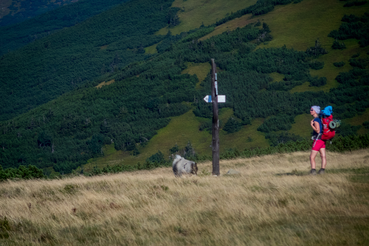 Z Hiadeľského sedla na útulňu Ďurková (Nízke Tatry)