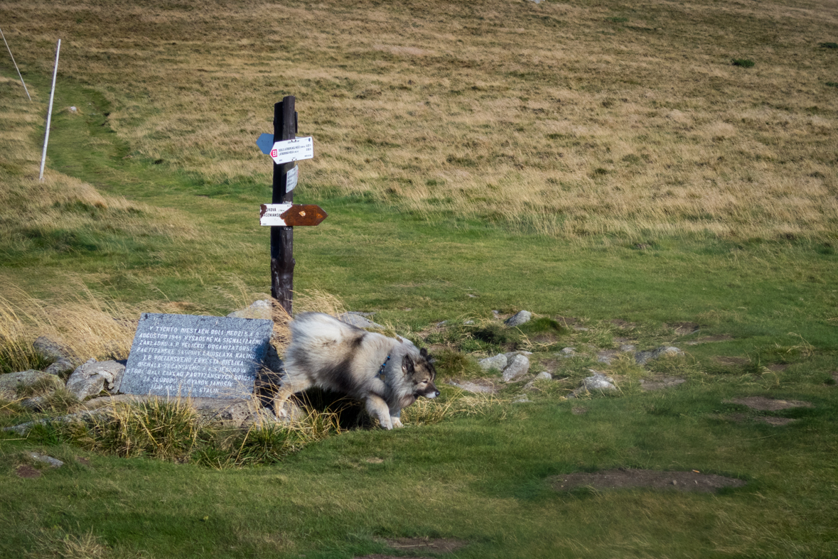 Z Hiadeľského sedla na útulňu Ďurková (Nízke Tatry)