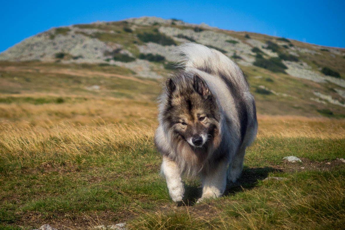 Z Hiadeľského sedla na útulňu Ďurková (Nízke Tatry)