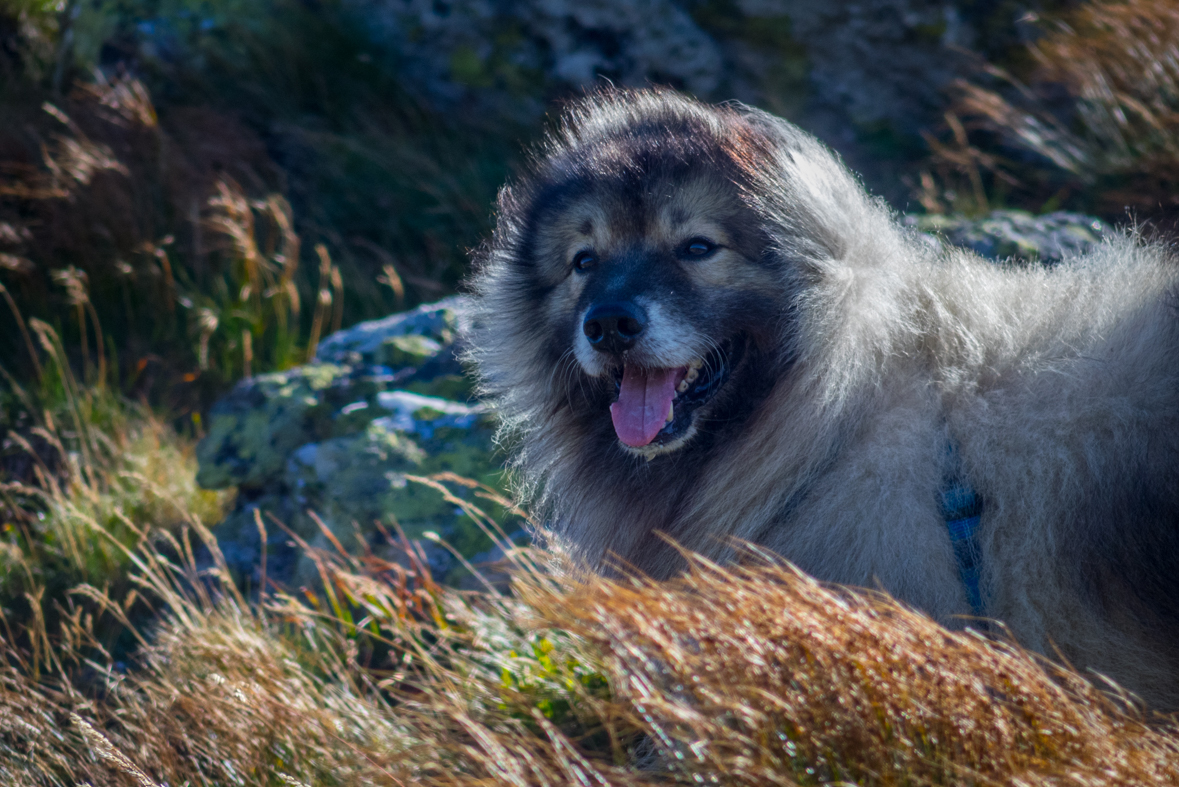 Z útulne Ďurková na chatu M. R.Štefánika (Nízke Tatry)