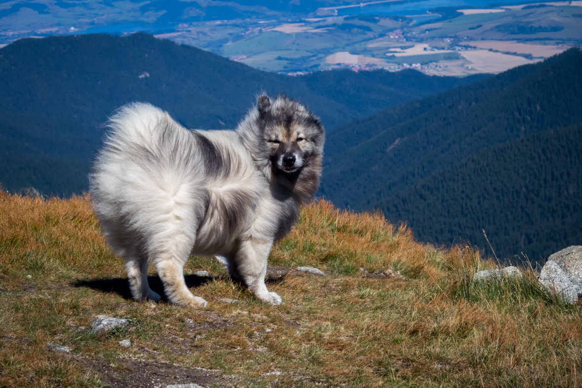 Z útulne Ďurková na chatu M. R.Štefánika (Nízke Tatry)