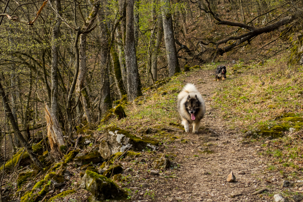 Zádielskou planinou (Slovenský kras)