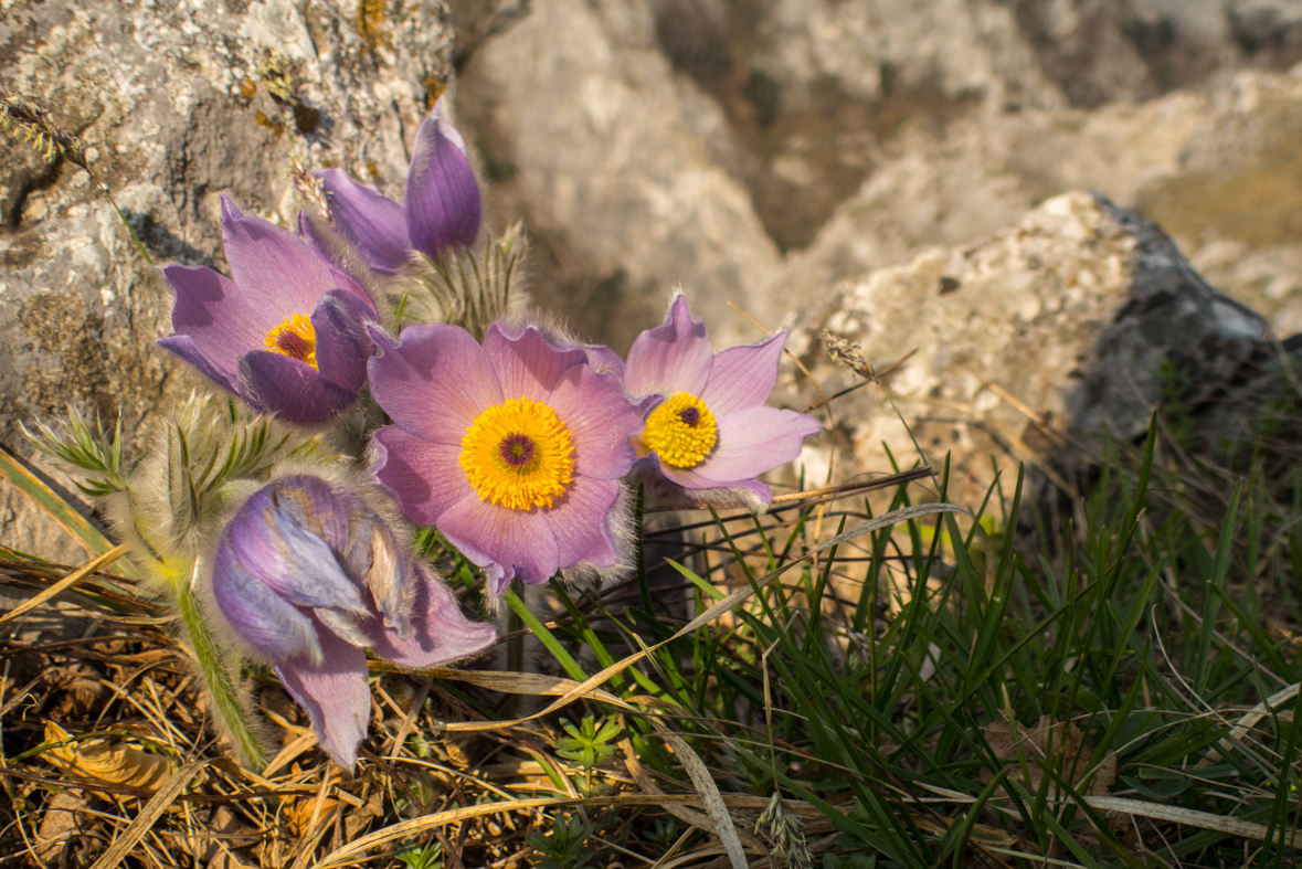 Zádielskou planinou (Slovenský kras)