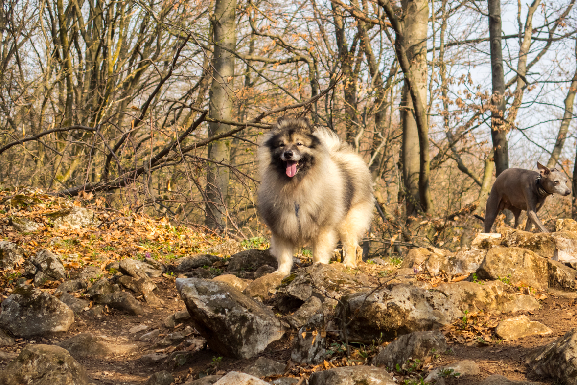 Zádielskou planinou (Slovenský kras)