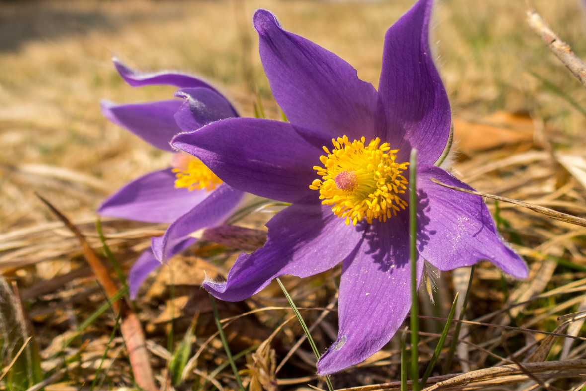 Zádielskou planinou (Slovenský kras)