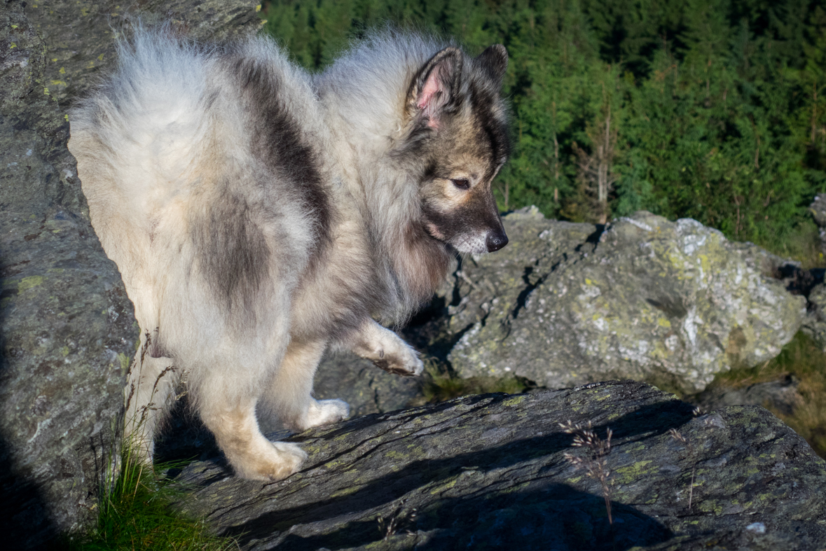 Zo Skaliska do Hnilca (Volovské vrchy)