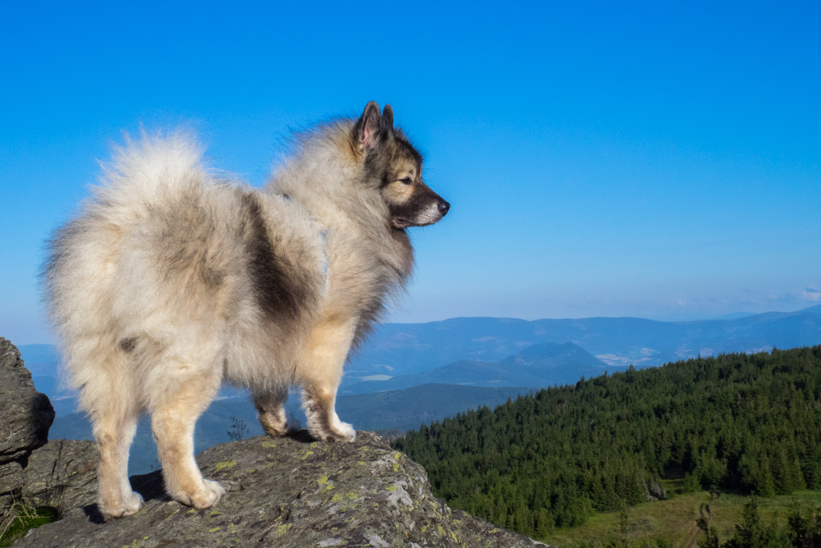 Zo Skaliska do Hnilca (Volovské vrchy)