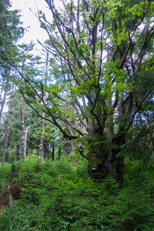 Zo Skaliska do Hnilca (Volovské vrchy)