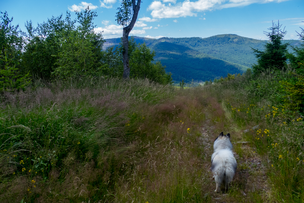 Zo Skaliska do Hnilca (Volovské vrchy)