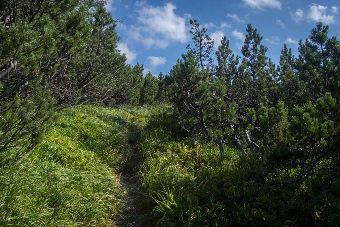 Zo Štefáničky cez Rovnú hoľu do Nižnej Boce (Nízke Tatry)